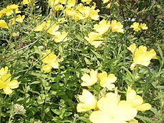  [photo, Evening Primrose (Oenothera linifolia), Glen Burnie, Maryland]