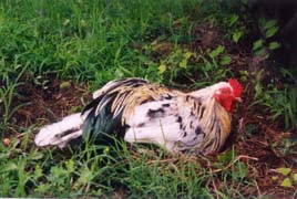 [photo, Hen, Annapolis, Maryland]