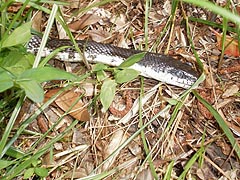 [photo, Black Ratsnake (Elaphe obsoleta), Glen Burnie, Maryland]