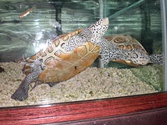 [photo, Diamondback Terrapin (Malaclemys terrapin), Tawes Building, Dept. of Natural Resources, Annapolis, Maryland]